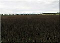 SK4621 : Crop of field beans on eastern side of Hallamford Road by Andrew Tatlow