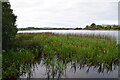 Reeds, Lough Erne