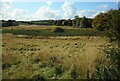 Wetland area, Hogganfield Park