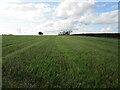 Autumn sown crop