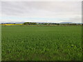 Green field near White Myre