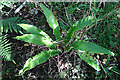 Hartstongue (Asplenium scolopendrium)