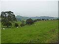 Sheep pastures above Moelilwrch farm, Llansilin