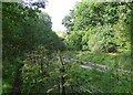 Path on the edge of Park Wood