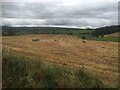 Recently harvested oats near Dunblane