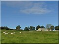 Sheep in a field off Bingley Road