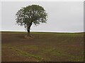 Solitary tree in a newly sown field