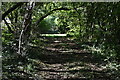 Shady track in Ashridge Copse