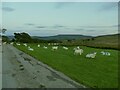NY7103 : Sheep at High Greenside by Stephen Craven