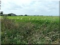 TF3125 : Arable field north of Aspland Farm, Loosegate by Christine Johnstone