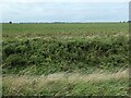 TF3230 : Arable farmland, Moulton Marsh by Christine Johnstone