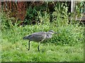 Heron walk