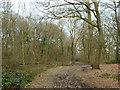 Path in Nanscot Wood