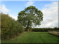 Tree in the corner of a field