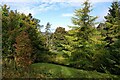 Woodland near Fawside Green, Allenheads