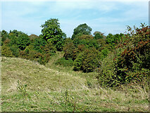 SJ9273 : Pasture and woodland near Hurdsfield, Macclesfield by Roger  D Kidd