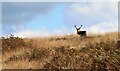 SK2576 : Deer on the moor by Dave Pickersgill