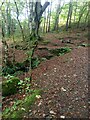 Path, Balmacara Woodland Garden