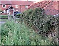 Overgrown footpath