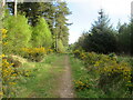 Montreathmont Forest path heading north