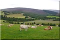 Cattle, Tamnavoulin