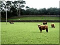 NY5435 : Highland cattle at Burrell Green Farm by Oliver Dixon
