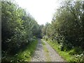 Track in Meeth Nature Reserve