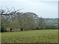 Field north of Levels Wood