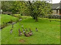 Ducks on Orton village green