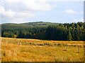 NS6786 : Forestry Commission plantation, Cairnoch Hill by Richard Webb