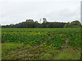 Crop field off Stibbard Road