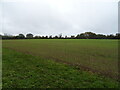 Young crop field off Wood Norton Road