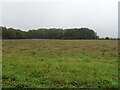 Farmland towards Little Tanoffice Wood