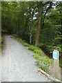 Start of mountain bike trail in Colwill Wood