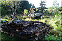 NJ4457 : Wood Piles by Anne Burgess
