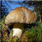 NJ4358 : Fungus by Anne Burgess