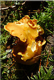 NJ4358 : Fungus by Anne Burgess