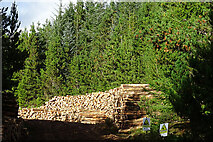 NJ4458 : Timber Stacks by Anne Burgess