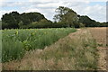 TM2257 : Field margin sown to provide seed for wild birds by Simon Mortimer