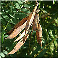 Vetch Pods