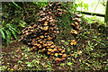 SX9069 : Fungi, Middle Rocombe by Derek Harper