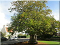 Tree by the bus shelter, Claypole