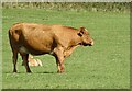 NZ1351 : Cow and calf by Robert Graham