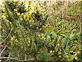 When the gorse is out of bloom, kissing