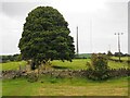 SE2013 : Large tree beside a public footpath through grassy fields by Graham Hogg