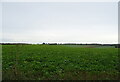 Crop field, Dunton Patch