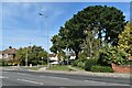 Pine trees at the entrance to Renfrew Road