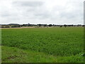 TF9639 : Crop field near Ellis Farm by JThomas