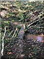 Dilapidated footbridge crossing brook in Bowshot Wood