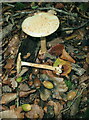 SU9586 : Fungus and acorns, Egypt Woods by David Hawgood